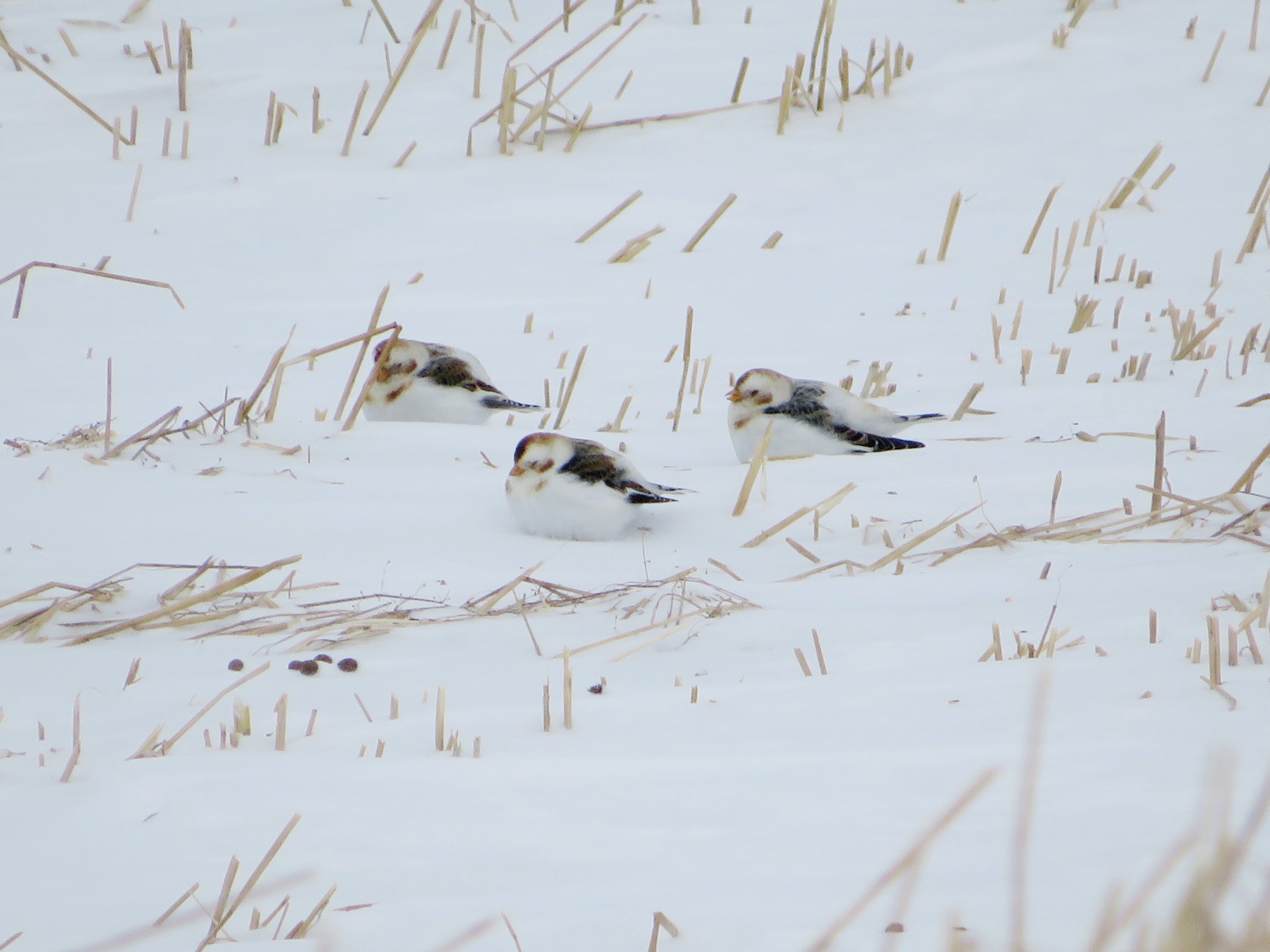 ПУНОЧКА (Plectrophenax nivalis) - Фауна Беларуси